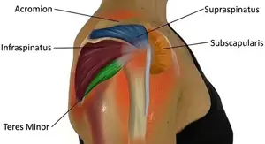 rotator cuff pain lication diagram 480 gem opt feb 26