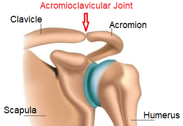 Acromioclavicular Joint Anatomy & Function