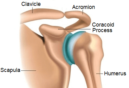 Anatomy Of The Shoulder Bones: Structure & Function Anatomy Of The Shoulder Bones: Structure & Function