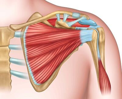 shoulder muscles anatomy