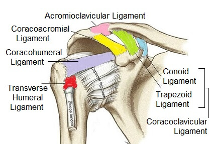 Shoulder Anatomy Ligaments