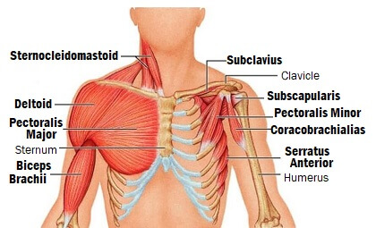 shoulder muscles anatomy