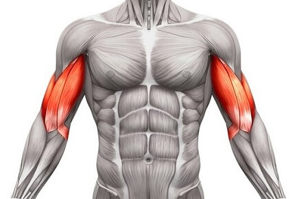 Bicep Muscles Anatomy