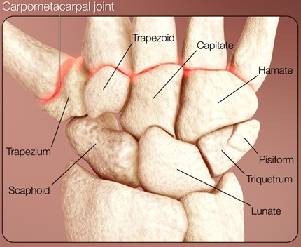 Carpal Hand Bone Anatomy. There are 2 rows of Carpal Bones. Proximal Row - Scaphoid, Lunate, Triquetrum & Pisiform. Distal Row - Trapezium, Trapezoid, Capitate & Hamate