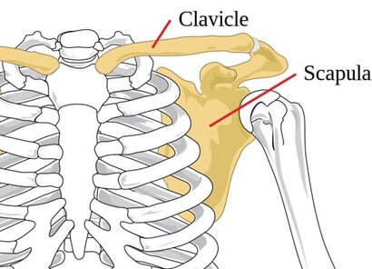 Shoulder girdle anatomy showing the clavicle and scapula Shoulder girdle anatomy showing the clavicle and scapula