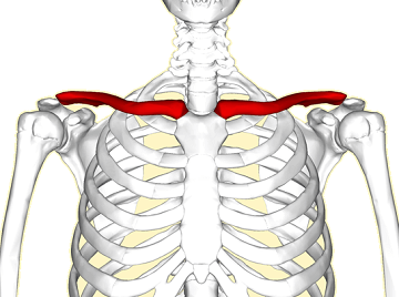 Clavicle Shoulder Bone: Anatomy, Function & Injuries Clavicle Shoulder Bone: Anatomy, Function & Injuries