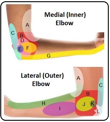 Shoulder Diagnosis Chart