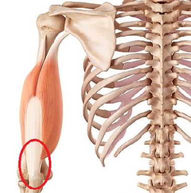 Triceps Tendonitis Causes Treatment For Weightlifters Elbow