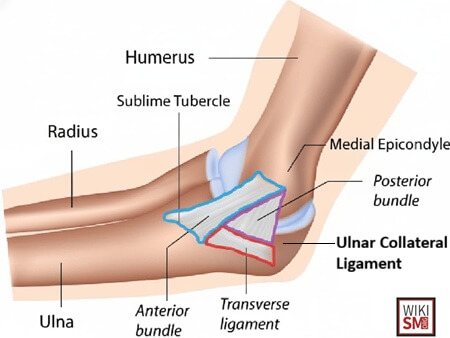 Elbow Ulnar Collateral Ligament: the UCL is a triangular ligament with three parts - anterior, posterior and transverse bundle