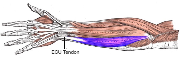 Extensor Carpi Ulnaris (ECU) Muscle and Tendon Anatomy