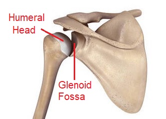 Glenohumeral Joint Anatomy & Function