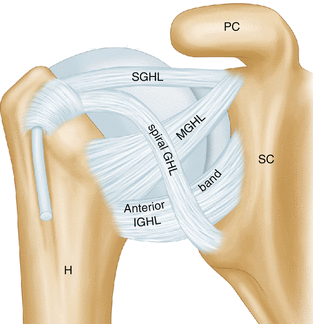 Shoulder Anatomy Ligaments