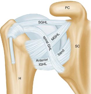 Shoulder Ligaments Anatomy Function Injuries Shoulder Ligaments Anatomy Function Injuries