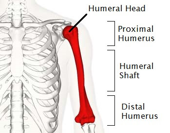 Bones of the shoulder – Meddists