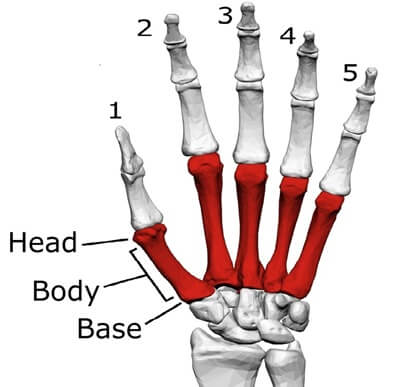 Metacarpal Bones Of The Hand: Showing the Base, body/shaft and head of the bones