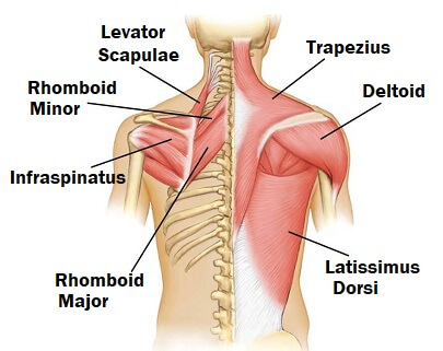 shoulder muscles anatomy