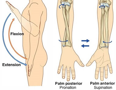 Is pronation/supination a movement part of the wrist or the