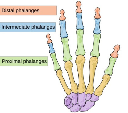 Phalanx Bones In The Hand: Proximal phalanges, intermediate phalanges and distal phalanges