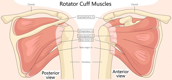 Diagram showing the location of the rotator cuff muscles of the shoulder: Supraspinatus, Infraspinatus, Teres Minor and Subscapularis