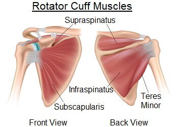 The rotator cuff muscles viewed from the front and back of the shoulder The rotator cuff muscles viewed from the front and back of the shoulder