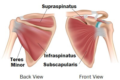 shoulder muscles anatomy