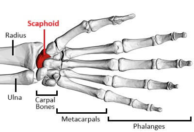 Scaphoid Bone Anatomy: The scaphoid is one of the carpal bones and serves as a bridge between the radius and the 2nd row of the carpal bones