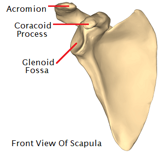 Scapula Shoulder Bone Anatomy Scapula Shoulder Bone Anatomy