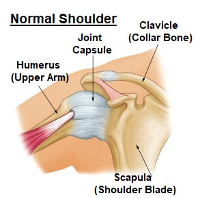 Anatomy of a normal shoulder showing the joint capsule