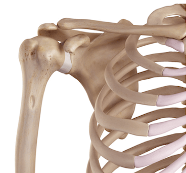 Shoulder Bones: Anatomy, Function & Injuries Shoulder Bones: Anatomy, Function & Injuries