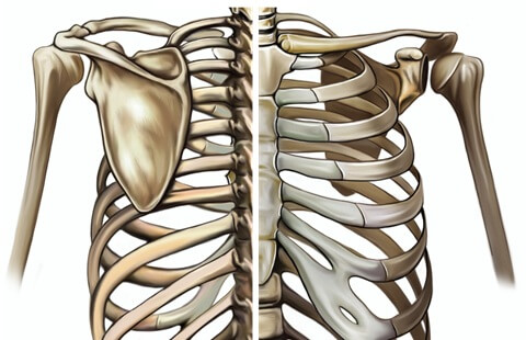 Shoulder Bones: Anatomy, Function & Injuries