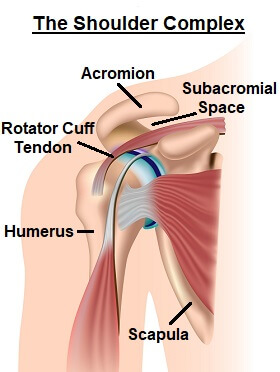 The Shoulder Complex.  Shoulder impingement syndrome develops when there is a narrowing of the subacromial space omplex.  Shoulder impingement syndrome develops when there is a narrowing of the subacromial space