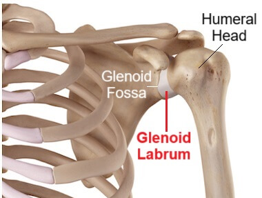 Glenoid Labrum of the Shoulder Glenoid Labrum of the Shoulder
