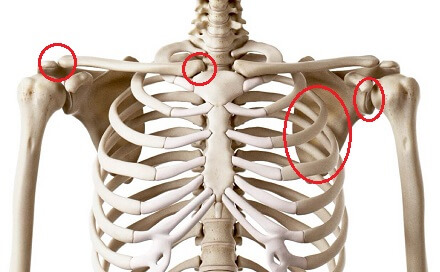 Joints & Ligaments of Pectoral Girdle 