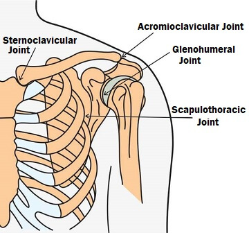 How does the shoulder work?