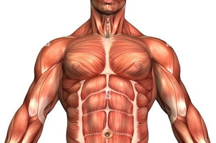 shoulder muscles anatomy