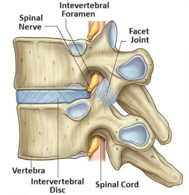 Shoulder Pain Radiating Down Arm: neck and nerve problems often cause pain from shoulder to hand. Find out why. Shoulder Pain Radiating Down Arm: neck and nerve problems often cause pain from shoulder to hand. Find out why.