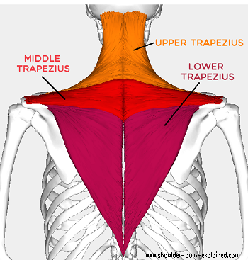 https://www.shoulder-pain-explained.com/images/trapezius-muscles.png