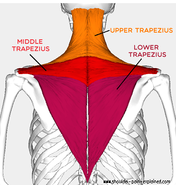 Trapezius Stretches: Loosen Tight Traps - Shoulder Pain Explained