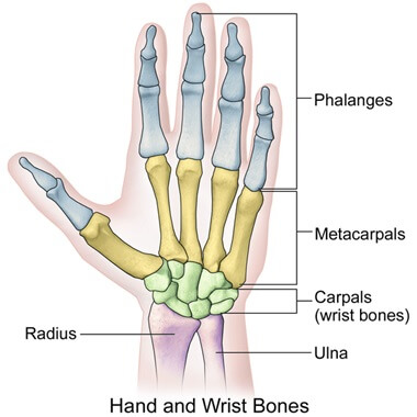 Wrist and hand bones anatomy. Radial wrist pain affects the thumb side of the hand, ulnar wrist pain affects the pinky finger side of the hand