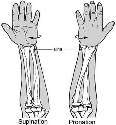 Wrist Rotation: Pronation and Supination of the radius and ulna