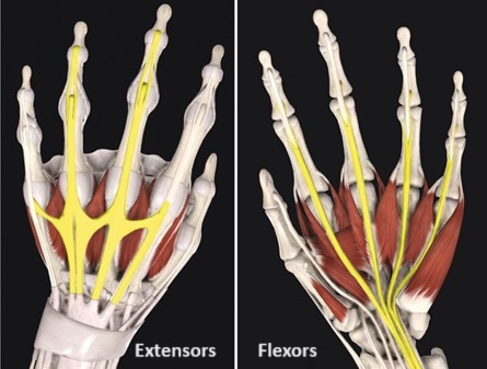 Wrist tendonitis is a common cause of pain in the middle of the wrist. Wrist tendonitis is a common cause of pain in the middle of the wrist.