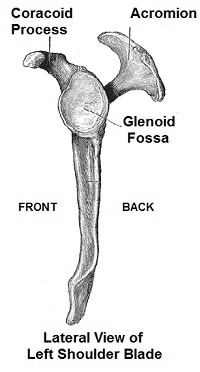 Shoulder Blade Pain: Causes, Symptoms & Treatment