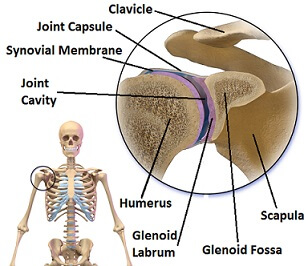 Diagrama que muestra la anatomía de la articulación glenohumeral, incluido el labrum gelnoideo, que actúa para profundizar la articulación y mejorar la estabilidad del hombro