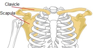 clavicle fracture symptoms diagnosis